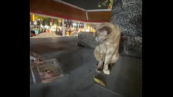 Just a local beauty sharing snacks with her feline admirers in Thailand.