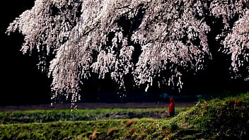 Tokyo’s Tempting Cherry Blossom Nights